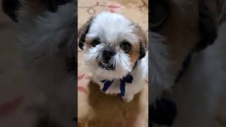 シーズー犬／大好きなブロッコリーを食べるフッちゃん🥦  Shih Tzu dog/ Fu-chan eating favorite broccoli 🥦 #Shorts