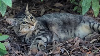 寝坊したことに気づいた猫の反応がこちらwwwww