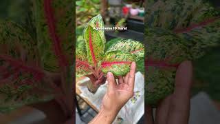 Aglaonema plants , WhatsApp Flora gardens : 8281829346 #ytshorts #aglaonema