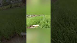 எனது வயலில் அழகான நெற்பயிர்களோடு மகிழ்வான தருணங்கள் 🌾🌾🌾