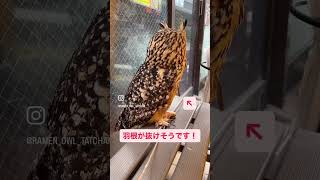 4/8(土)羽根が抜けそうなフクロウのたっちゃん🦉 #ラーメン葫葛西店たっちゃん #フクロウ #owl