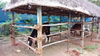 குதிரை லாய அமைப்பு #horse #sheddesign #alterations #marwari #kathiyawadi #nativebreed