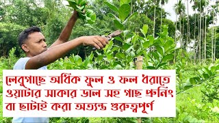 লেবুগাছে অধিক ফুল ও ফল ধরাতে ওটার সাকার ডাল সহ গাছ প্রুনিং বা ছাটাই করা অত্যন্ত গুরুত্বপূর্ণ