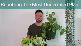 How To Repot Pothos To Climb Up or Trail Down | Houseplant Care Guide