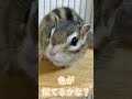 しまりす「ポン吉」ペタマックス⁈【ペット】【シマリス】【chipmunk】【squirrel】【kawaii】【cute】