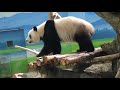 20201106 b場玻璃還本色 圓仔蘋果享整顆 giant panda yuan zai