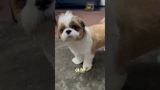 【賢い犬】聞き分けがいい犬の行動に関心。。 #dog #shihtzu #シーズー  #shorts