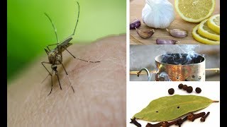 దోమలు రాకుండా సింపుల్ చిట్కాలు | natural mosquito repellent in telugu | Domalu povalante em cheyali