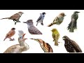 CONHEÇA 10 AVES DA CAATINGA E SEUS LINDOS CANTOS #4