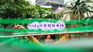 Vicky日常百香果搭架布网