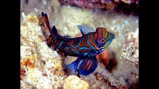 Red Mandarin Dragonet