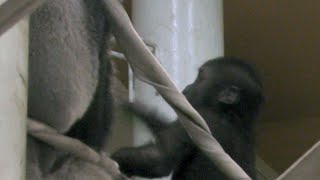 ゴリラのキンタロウがパパにぴったり💗[Kyoto City zoo] Gorilla kintaro sticks to dad