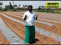 தர்பூசணியில் நல்ல மகசூல் பெறுவதற்கு சில வழிகள் watermelon harvesting uzhave ulagu