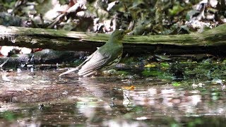 山中湖 大洞の泉のクロツグミ（雌）の水浴び　その４８（4K60P動画）