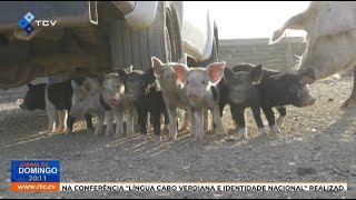 Bastonária OVCV recomenda abate de porcos infetados para travar comercialização de carne contaminada