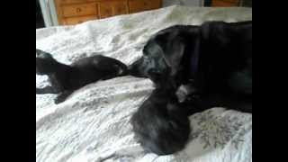 CoCo and Kits.AVI
