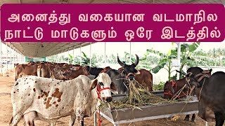 Top 4 milking cows in Tamilnadu | அதிக பால் தரக்கூடிய வடமாநில மாடுகள்