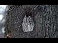 eastern screech owl gray morph cambridge ma