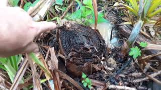 Projeto plantando água tá dando certo.