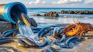 There Is A Group Of Giant Eels Next To The Abandoned Pipeline  Thicker Than Arms