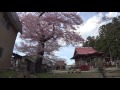 ４Ｋ 2017年桜　文殊院知恵桜 福島県会津美里町　４月22日撮影　c0113