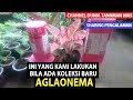 Eps 200 Bongkar Rahasia!! Ini yang Kami Lakukan pada AGLAONEMA yang Baru Kami Dapatkan!!