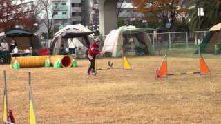 20121201  オプデス ビギナー1 ビッケ