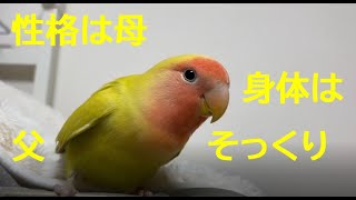 211019【花々の子】素素の性格は花々（母）そっくり　小桜インコ　我が家の天使たち6羽