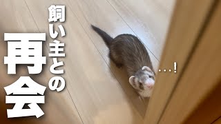 数日ぶりに飼い主に再開したフェレットの反応がこちら。