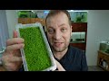 how to propagate aquarium carpet plants fast u0026 cheap