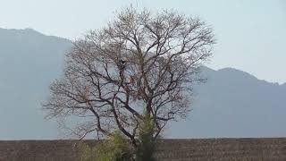 J0015　大分川　モンファミリーの巣　トンビ　ハシボソガラス　Oita River　MON family nest　Black kite　Carrion crow