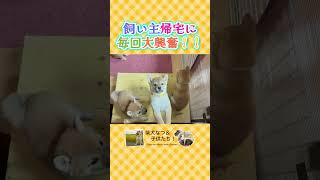 飼い主の帰宅を全力でお出迎えする子犬たち！#柴犬 #豆柴 #子犬 #dog #shibainu