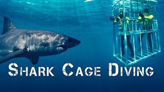 Adventure Africa  | Shark Cage Diving