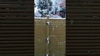 大きな雪が降っています