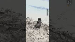 Baby seals freed from a fishing net in South Africa