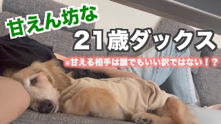 甘える21歳の老犬ダックス！誰にでも甘える訳ではないぞ！byボニー