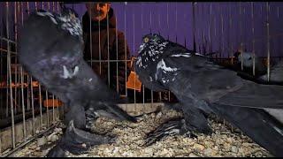 Gołębie pigeons targ SŁOMCZYN Andrzej W.19.01.2025 cz1/4💥Gołębie jasne i wyszwance Andrzeja Radom💥