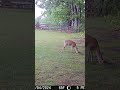 05 04 24 730 30am Several deer eating in the upper back field near the mineral block #deer #wildlife