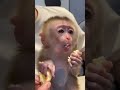 açken ben ben değilim. 😋 babymonkey