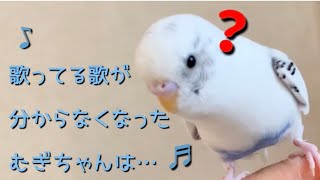 【セキセイインコ】面白いお喋り・YouTube鑑賞・かわいい楽しい日常