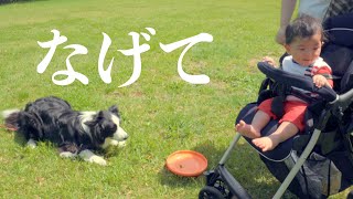 赤ちゃんにフリスビーのおねだりをするボーダーコリーがこちら