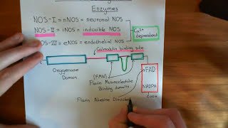 Nitric Oxide Synthase Enzymes Part 1