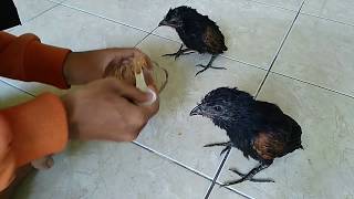 Lagi Ngopi Ada Burung Bubut Lewat Bawah Makanan