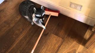 Melanie Raccoon sweeping the floor