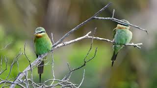 Blue-cheeked Bee-eater ♂\u0026♀ 4K