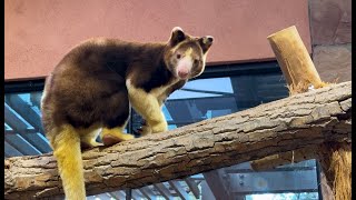 Meet Som: The Inquisitive New Tree Kangaroo with a Love for Kale and an Adorable Fuzzy Face