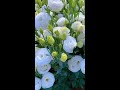 white eustoma represents pure love satisfying short