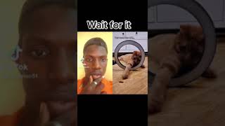 The cat killed this Titkok challenge 😱😱😱#instagram #surprisedemoji #tiktok #shorts #viral