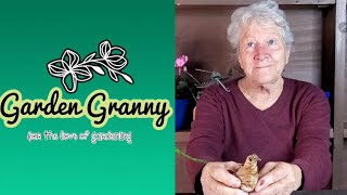 Garden Granny, Episode 6, Planting Bulbs