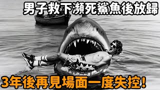 男子因緣際遇救下瀕死白鯊，放生三年後再相見，場面竟一度失控！眾人紛紛捂眼不敢看！#鯊魚 #白鯊 #不可思議 #驚人 #自然觀察日記